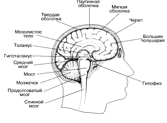 Строение Мозга Человека Фото