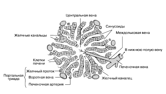 Печень Животных Фото