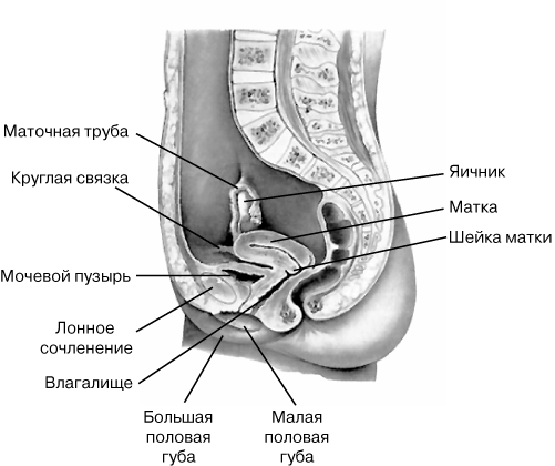 Вид Матки Фото