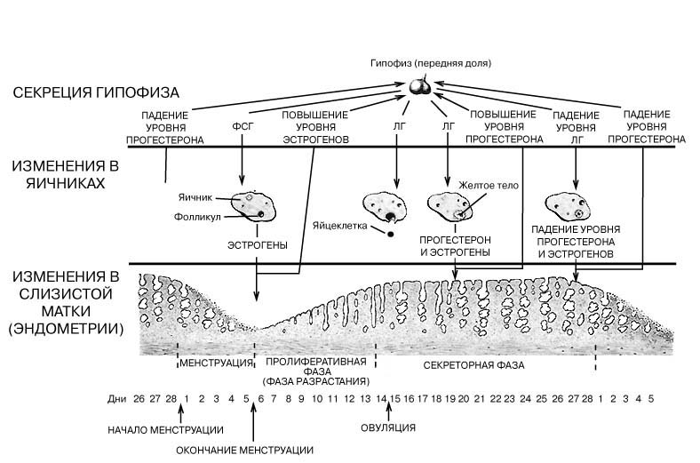 МЕНСТРУАЛЬНЫЙ ЦИКЛ. На схеме показаны основные морфологические и физиологические изменения, формирующие менструальный цикл. Они затрагивают три органа: 1) гипофиз, эндокринную железу, расположенную у основания головного мозга; гипофиз секретирует гормоны, регулирующие и координирующие весь цикл; 2) яичники, которые вырабатывают яйцеклетки и секретируют женские половые гормоны; 3) матку, мышечный орган, слизистая которого (эндометрий), обильно снабжаемая кровью, создает среду для развития оплодотворенной яйцеклетки. Если яйцеклетка остается неоплодотворенной, происходит отторжение слизистой, что и является источником менструального кровотечения. Все изображенные на схеме процессы и временные интервалы варьируют у разных женщин и даже у одной и той же женщины в разные месяцы в зависимости от ее физического и психологического состояния.ФСГ (фолликулостимулирующий гормон) секретируется передней долей гипофиза в кровь примерно на 5-й день цикла. Под его влиянием в яичнике происходит созревание фолликула, содержащего яйцеклетку. Гормоны яичников, эстрогены, стимулируют развитие губчатой выстилки матки, эндометрия. По мере возрастания уровня эстрогенов в крови секреция ФСГ гипофизом снижается и примерно на 10-й день цикла повышается секреция ЛГ (лютеинизирующего гормона). Под влиянием ЛГ полностью созревший фолликул разрывается, высвобождая яйцеклетку. Этот процесс, называемый овуляцией, приходится обычно на 14-й день цикла. Вскоре после овуляции гипофиз начинает активно секретировать третий гормон, пролактин, который влияет на состояние молочных желез. В яичниках вскрывшийся фолликул превращается в крупное желтое тело, которое почти сразу же начинает производить большое количество эстрогенов, а затем и прогестерона. Эстрогены вызывают разрастание эндометрия, богатого кровеносными сосудами, а прогестерон – развитие и секреторную активность содержащихся в слизистой желез. Повышение уровня прогестерона в крови тормозит продукцию ЛГ и ФСГ. Если оплодотворение не произошло, желтое тело подвергается обратному развитию и секреция прогестерона резко снижается. В отсутствие достаточного количества прогестерона эндометрий отторгается, что и приводит к началу менструации. Считается, что снижение уровня прогестерона разрешает секрецию ФСГ гипофизом и тем самым запускает следующий цикл.