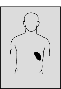 СЕЛЕЗЕНКА расположена в брюшной полости, слева, за желудком; она соприкасается также с диафрагмой, поджелудочной железой, толстым кишечником и левой почкой. Капсула селезенки срастается с брюшиной, и таким образом селезенка прикрапляется к брюшной стенке. Фиброзные тяжи – трабекулы – начинаются от капсулы, проникают внутрь органа и составляют остов селезенки. Селезеночная артерия входит через углубление, называемое воротами, делится на веточки, которые доходят до красной пульпы и впадают в венозные синусы. Оттуда кровь по мелким венам собирается в селезеночную вену, выходящую из ворот селезенки.
