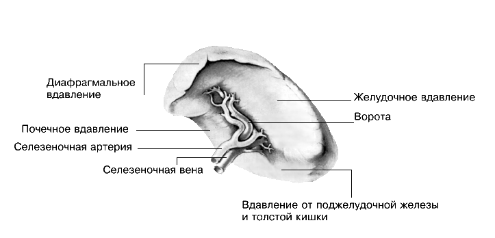 Где Селезенка У Человека Фото