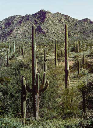  IGDA/G. Sioen     ЛАНДШАФТ ПУСТЫНИ СОНОРА (северо-западная Мексика) с гигантскими канделябровыми кактусами.