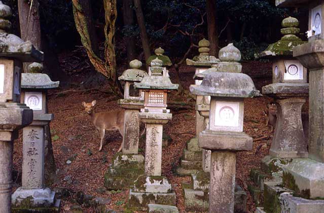  IGDA/G. Sioen     ОКОЛО 2000 КАМЕННЫХ ФОНАРЕЙ стоят по соседству с синтоистским храмом Касуга Вакамия в парке города Нара на юге острова Хонсю (Япония). По парку бродят ок. 200 священных оленей.