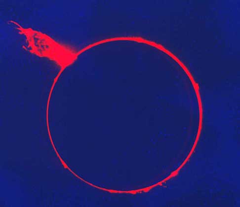  IGDA     ЭРУПТИВНЫЙ СОЛНЕЧНЫЙ ПРОТУБЕРАНЕЦ, сфотографированный во время полного солнечного затмения. Эруптивный (поднимающийся) протуберанец образуется из плотного облака газа, выброшенного в пространство солнечным магнитным полем