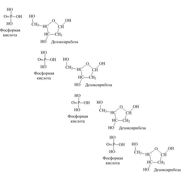 Рис. 2. СБОРКА ПОЛИМЕРНОЙ ЦЕПИ ДНК из фрагментов фосфорной кислоты и дезоксирибозы