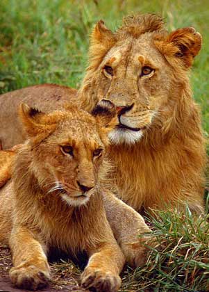  АФРИКАНСКИЙ ЛЕВ, называемый царем зверей, – одно из самых сильных хищных животных. Грива свойственна только самцам. IGDA/F. Galardi