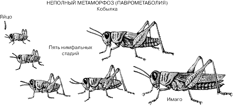 Развитие кузнечика с неполным превращением. Цикл развития насекомых с неполным превращением. Схема жизненного цикла насекомого с неполным превращением. Кузнечик неполное превращение личинки.