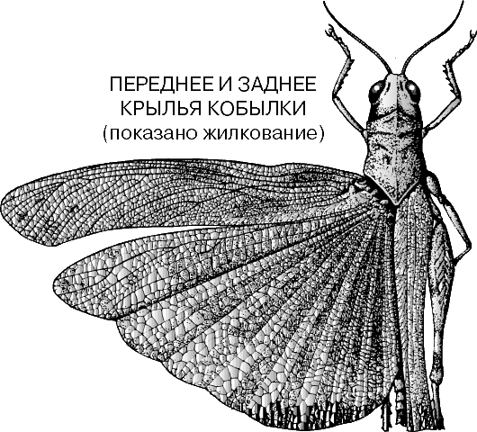 Строение моли. Строение крыльев богомола. Богомол строение крыла. Строение крыльев насекомых. Кожистые Крылья у насекомых.