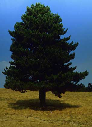  IGDA/A. Tessore     СОСНА ЧЕРНАЯ (АВСТРИЙСКАЯ) отличается очень темной хвоей; деревья достигают высоты 30 м.