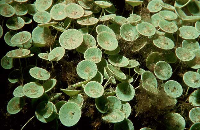  IGDA/P. Donnini     ЗОНТИКОВИДНЫЕ ТАЛЛОМЫ зеленой водоросли ацетабулярии средиземноморской. Этот род широко используется в генетических исследованиях.