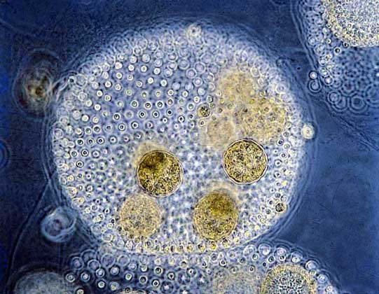  IGDA/E. Giovenzana     ВОЛЬВОКС – колониальная пресноводная зеленая водоросль. Колония выглядит как полый шар (диаметром не более 3 мм), поверхность которого образована клетками, соединенными между собой тяжами протоплазмы. Предполагается, что колониальные формы такого рода – одно из звеньев, связующих одноклеточные и многоклеточные организмы. Внутри родительской колонии формируются дочерние.
