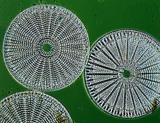  IGDA/E. Giovenzana     ДИАТОМЕИ – обширная группа одноклеточных морских и пресноводных водорослей. Клетки некоторых их видов соединяются в прямые или зигзагообразные цепочки. В отличие от других водорослей, диатомеи защищены кремнеземным панцирем из двух створок, одна из которых крупнее другой и накрывает ее, как крышка мыльницу. Створки часто покрыты сложным узором, поэтому под микроскопом многие диатомеи напоминают ювелирные изделия тонкой работы. В зависимости от того, как выглядит их панцирь со стороны створок, эти водоросли делятся на две группы – центрические и перистые. У первых – радиальная симметрия, у вторых – клетки продолговатые и симметрия двусторонняя (иногда они несколько асимметричны). На микрофотографии показаны центрические диатомеи.