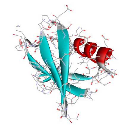 Рис. 1. Б – третичная структура убиквитина