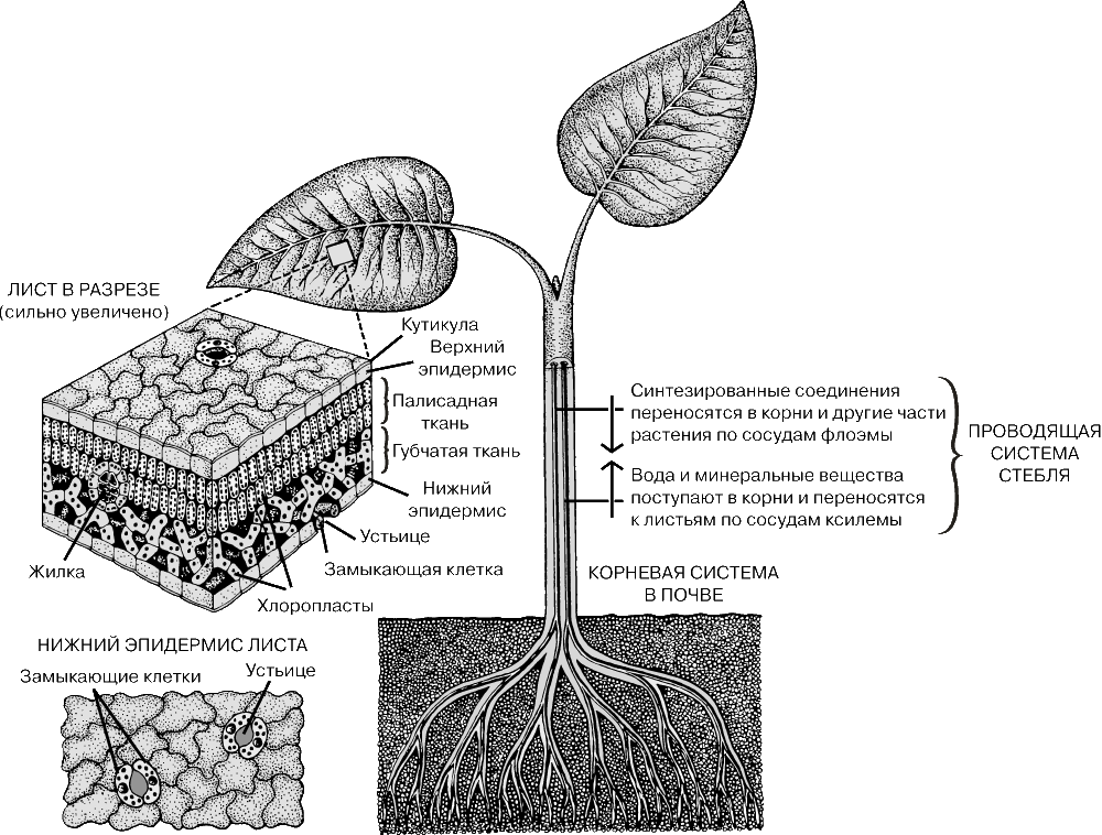 Установите последовательность поступления воды в корень. Строение фотосинтеза. Фотосинтез внутри листа. Фотосинтез физиология растений. Схема строения листа и фотосинтеза.