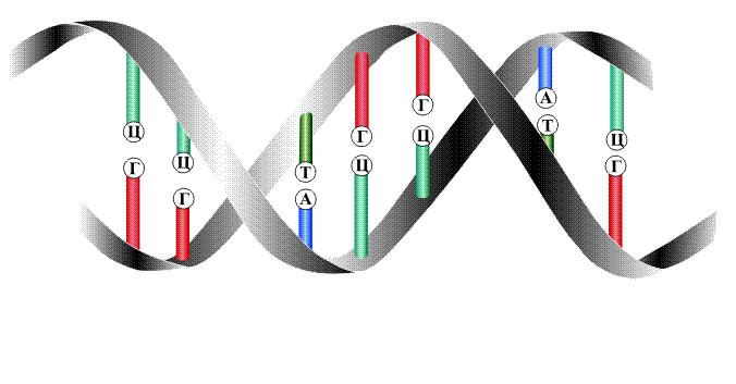 Рис. 13. ОБРАЗОВАНИЕ МАТРИЧНОЙ РНК. Порядок чередования групп А, У, Г и Ц в получаемой РНК полностью зависит от строения исходной ДНК