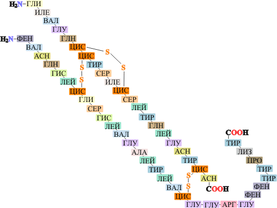 Рис. 2. МОЛЕКУЛА ИНСУЛИНА, построенная из 51 аминокислотного остатка, фрагменты одинаковых аминокислот отмечены соответствующей окраской фона. Содержащиеся в цепи остатки аминокислоты цистеина (сокращенное обозначение ЦИС) образуют дисульфидные мостики –S-S-, которые связывают две полимерных молекулы, либо образуют перемычки внутри одной цепи.