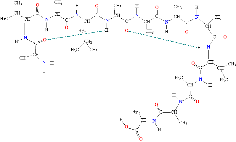 Рис. 3  ОБРАЗОВАНИЕ ВНУТРИМОЛЕКУЛЯРНЫХ ВОДОРОДНЫХ СВЯЗЕЙ (изображены пунктирными линиями) в молекуле полипептида.
