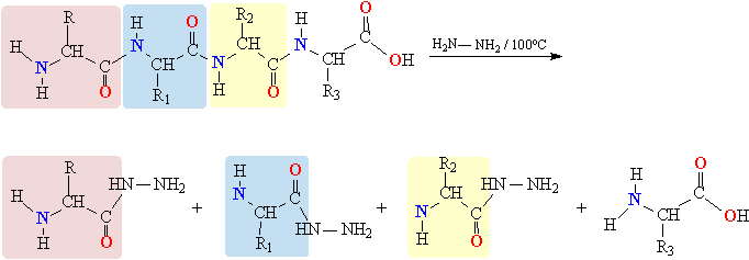 Рис. 14. РАСЩЕПЛЕНИЕ ПОЛИПЕПТИДА на составляющие аминокислоты, получаемые в форме гидразидов. Органические группы в аминокислотах обозначены R, R1, R2 и R3. Для наглядности фрагменты различных аминокислот помещены на фоне прямоугольников с различающейся окраской