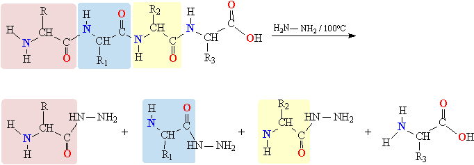 Расщепляет полипептиды. Гидразиды аминокислот. Как из аминокислоты получить полипептид. Гидразиды аминокислот получение. Из аминокислоты получить полипептид.