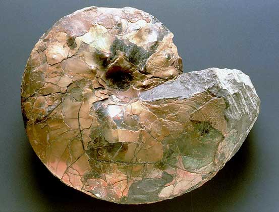АММОНИТ – вымерший мезозойский головоногий моллюск.