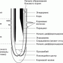 АНАТОМИЯ РАСТЕНИЙ