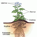 КАРТОФЕЛЬ