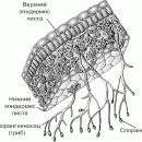 ГРИБЫ