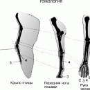 АНАТОМИЯ СРАВНИТЕЛЬНАЯ