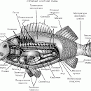 РЫБЫ