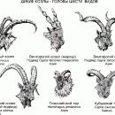 КОЗЛЫ