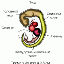 РОСТ И РАЗВИТИЕ