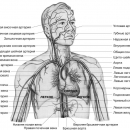 КРОВЕНОСНАЯ СИСТЕМА