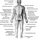НЕРВНАЯ СИСТЕМА