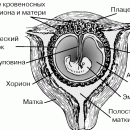 ЭМБРИОЛОГИЯ ЧЕЛОВЕКА