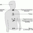 ЭНДОКРИННАЯ СИСТЕМА