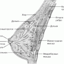 МОЛОЧНАЯ ЖЕЛЕЗА