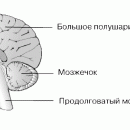 ГИПОФИЗ