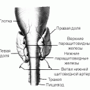 ЩИТОВИДНАЯ ЖЕЛЕЗА