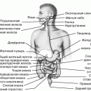 ПИЩЕВАРЕНИЕ