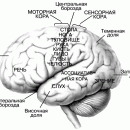 НЕЙРОПСИХОЛОГИЯ