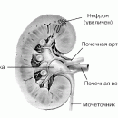 ПОЧКИ